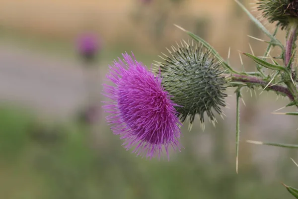 Macro Shot Fresh Flower Blurred Background — Stock Photo, Image