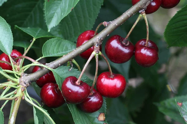 Concentration Sélective Des Cerises Mûres Sur Les Branches Arbres Aux — Photo