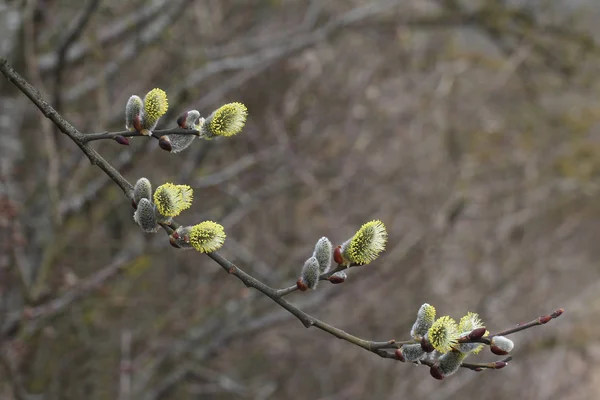 Willow Dalları Yakın Çekim — Stok fotoğraf