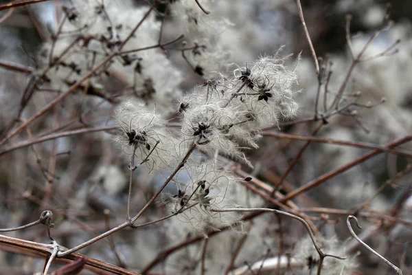 Fluffy Hermosas Flores Aire Libre Enfoque Selectivo — Foto de Stock