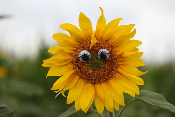 Lustige Sonnenblume Mit Menschlichen Augen Freien — Stockfoto