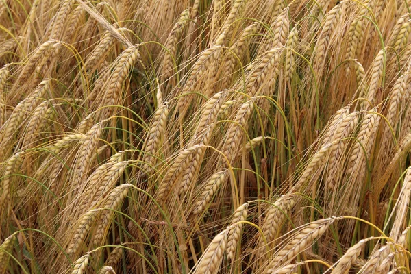Колючки Пшеницы Зеленом Поле — стоковое фото