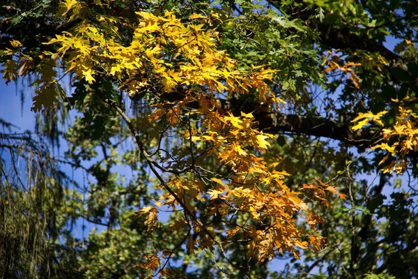 Jesienne Liście Drzewach — Zdjęcie stockowe