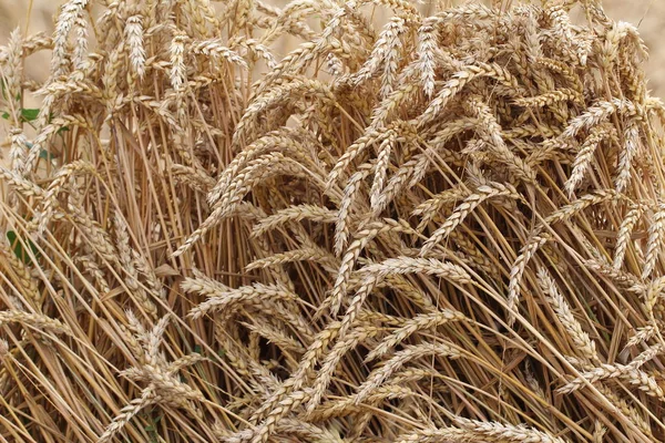 畑で小麦を乾燥させる — ストック写真