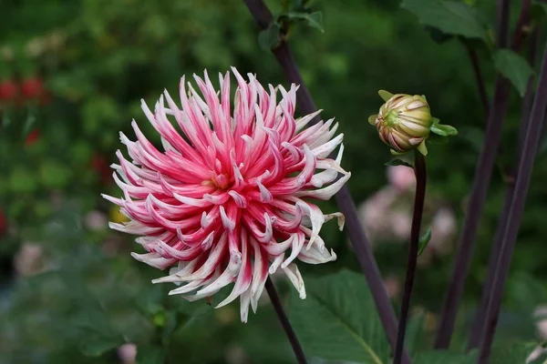 Macro Shot Fleur Fraîche Sur Fond Flou — Photo