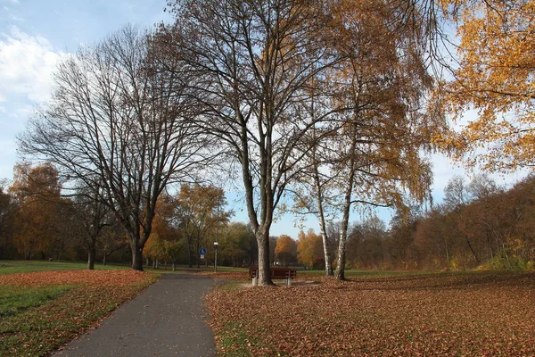 Parque Otoño Con Árboles Hojas Caídas Cubierto Tierra — Foto de Stock