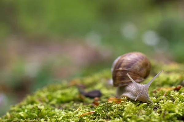 Slak Het Groene Gras — Stockfoto