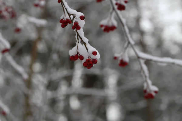 Ramo Com Bagas Vermelhas Frio — Fotografia de Stock