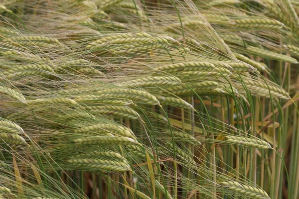Колючки Пшеницы Зеленом Поле — стоковое фото