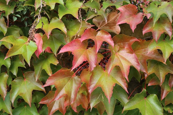 Dieprode Herfst Achtergrond Met Wilde Druiven Verlaat Paarse Ruby Bladeren — Stockfoto