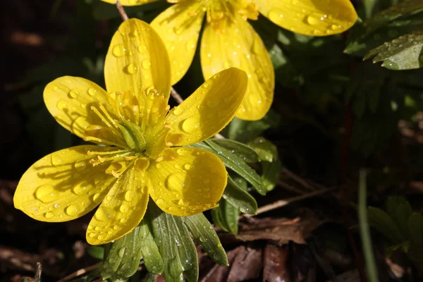 Macro Shot Van Verse Bloem Onscherpe Achtergrond — Stockfoto