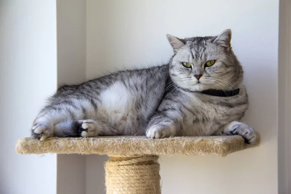 Lindo Gato Gris Esponjoso — Foto de Stock