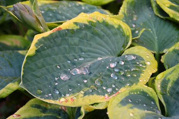 Drops Dew Leaf — Stock Photo, Image