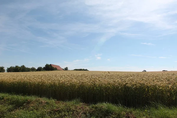 Scena Rurale Con Bellissimo Campo Alberi — Foto Stock