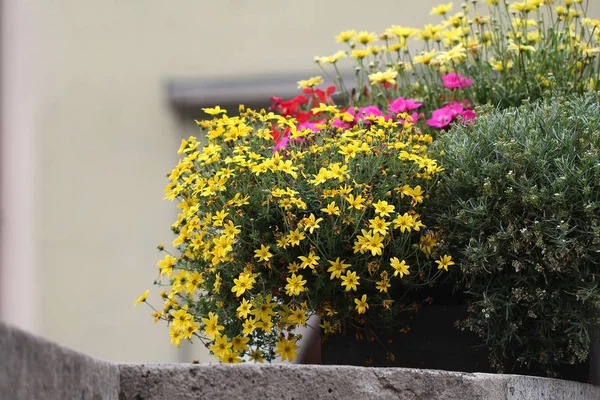 Amarillo Flores Hermosas Frescas Aire Libre — Foto de Stock