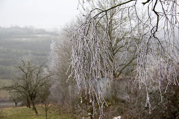 Hermoso Bosque Invierno Día Soleado — Foto de Stock