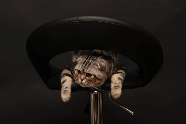 Šedá Chlupaté Kočky Židli — Stock fotografie