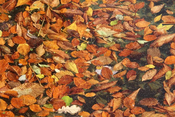 干燥的秋叶 — 图库照片