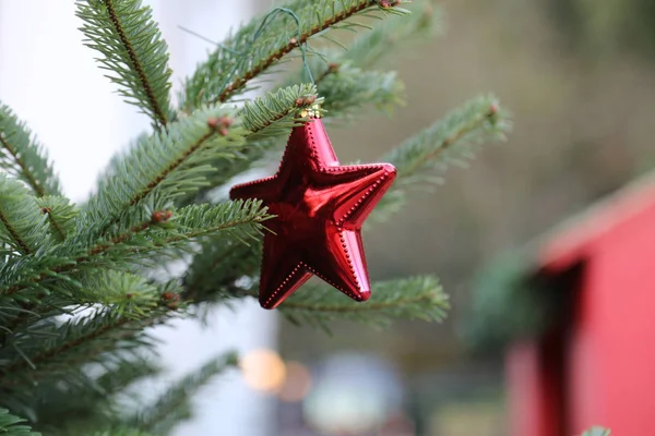 Estrela Natal Vermelho Ramo Árvore — Fotografia de Stock