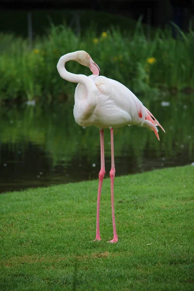 One Beautiful Flamingo Green Background — Stock Photo, Image