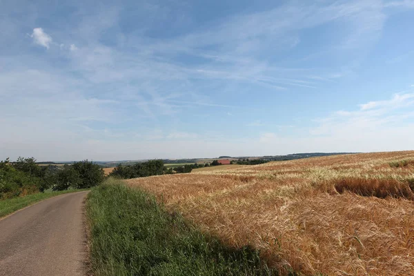 Escena Rural Con Hermoso Campo Árboles —  Fotos de Stock