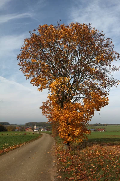 Gelbe Bäume Der Nähe Der Landstraße — Stockfoto