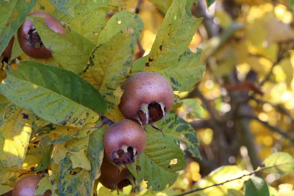 Frutto Mespilus Germanica Chiamato Anche Nespola Comune Albero — Foto Stock