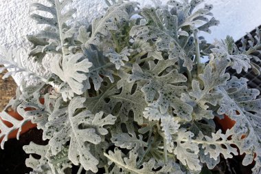 Gray green leaves of cineraria in macro clipart