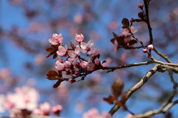 日本の公園で桜の花のクローズ アップ — ストック写真