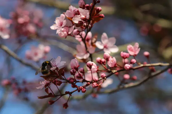 日本の公園で桜の花のクローズ アップ — ストック写真