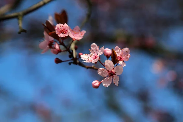 日本の公園で桜の花のクローズ アップ — ストック写真