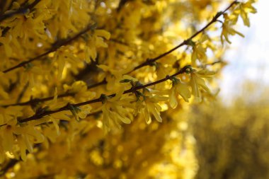 Bazı hor çiçeği çalı çiçek açan bir makro çekim