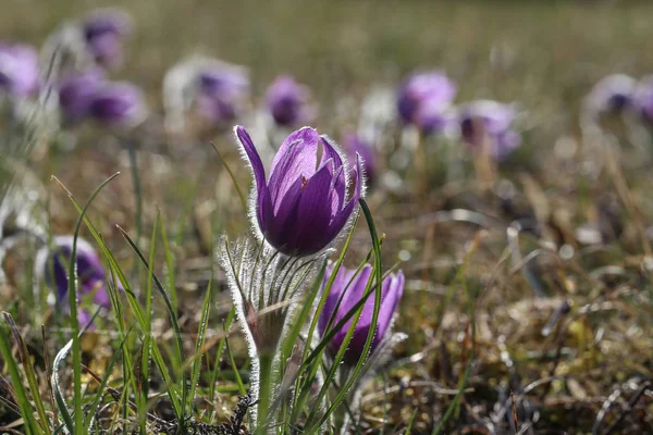 Hermosa flor esponjosa púrpura Oriental Pulsatilla patens pasqueflower —  Fotos de Stock