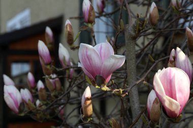Çiçeklenme ağacı-baharda güzel çiçeklenmiş Manolya Şubesi