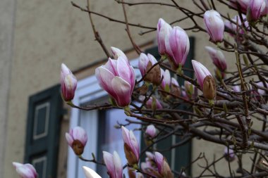 Çiçeklenme ağacı-baharda güzel çiçeklenmiş Manolya Şubesi