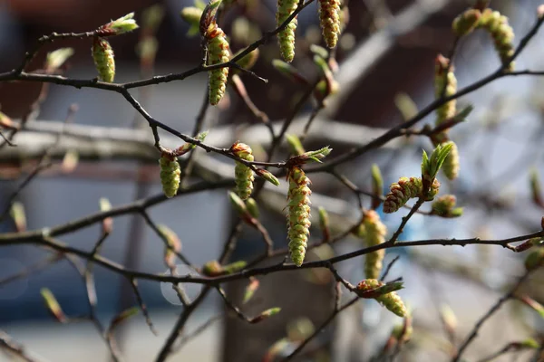 Jaro v lese. Náušnice rozkvetl na stromě — Stock fotografie