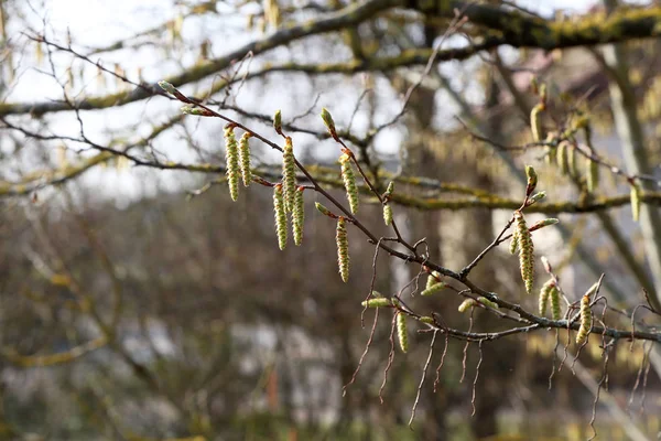 Весна в лісі. Сережки розквітли на дереві — стокове фото