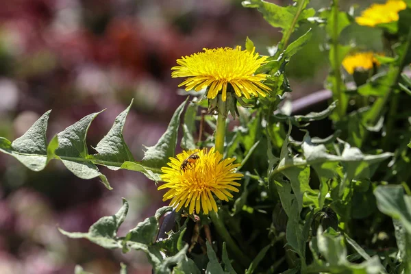 Gele mooie paardebloemen in een weiland in het voorjaar — Stockfoto