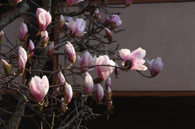 Çiçeklenme ağacı-baharda güzel çiçeklenmiş Manolya Şubesi