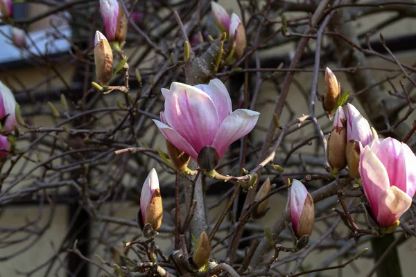 Çiçeklenme ağacı-baharda güzel çiçeklenmiş Manolya Şubesi — Stok fotoğraf