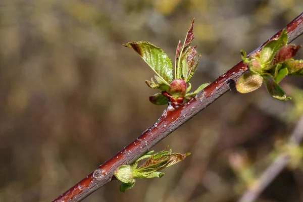 Las primeras hojas en los árboles florecen en la primavera —  Fotos de Stock