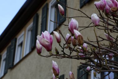 Çiçeklenme ağacı-güzel çiçeklenmiş Manolya şube