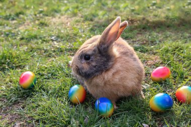 Çim üzerinde Paskalya yumurtaları arasında komik küçük tavşanlar