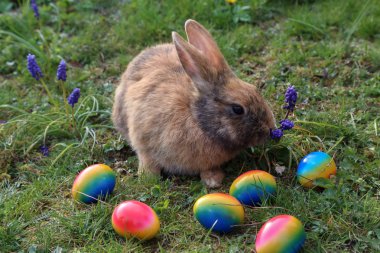 Çim üzerinde Paskalya yumurtaları arasında komik küçük tavşanlar