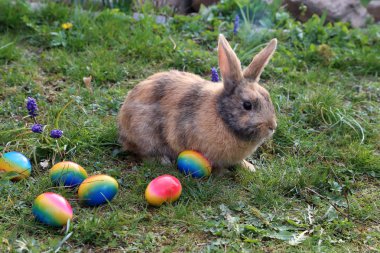 Çim üzerinde Paskalya yumurtaları arasında komik küçük tavşanlar