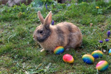 Çim üzerinde Paskalya yumurtaları arasında komik küçük tavşanlar