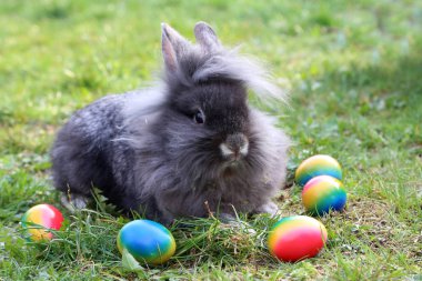Çim üzerinde Paskalya yumurtaları arasında komik küçük tavşanlar