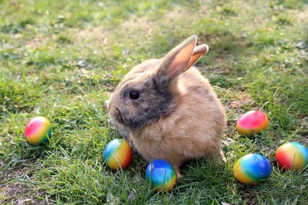 Funny little bunnies among Easter eggs on the grass