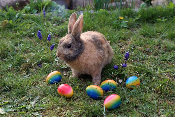 Divertidos conejitos entre los huevos de Pascua en la hierba —  Fotos de Stock