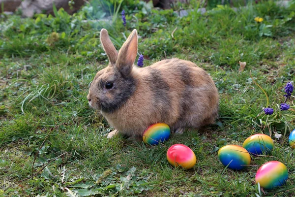Çim üzerinde Paskalya yumurtaları arasında komik küçük tavşanlar
